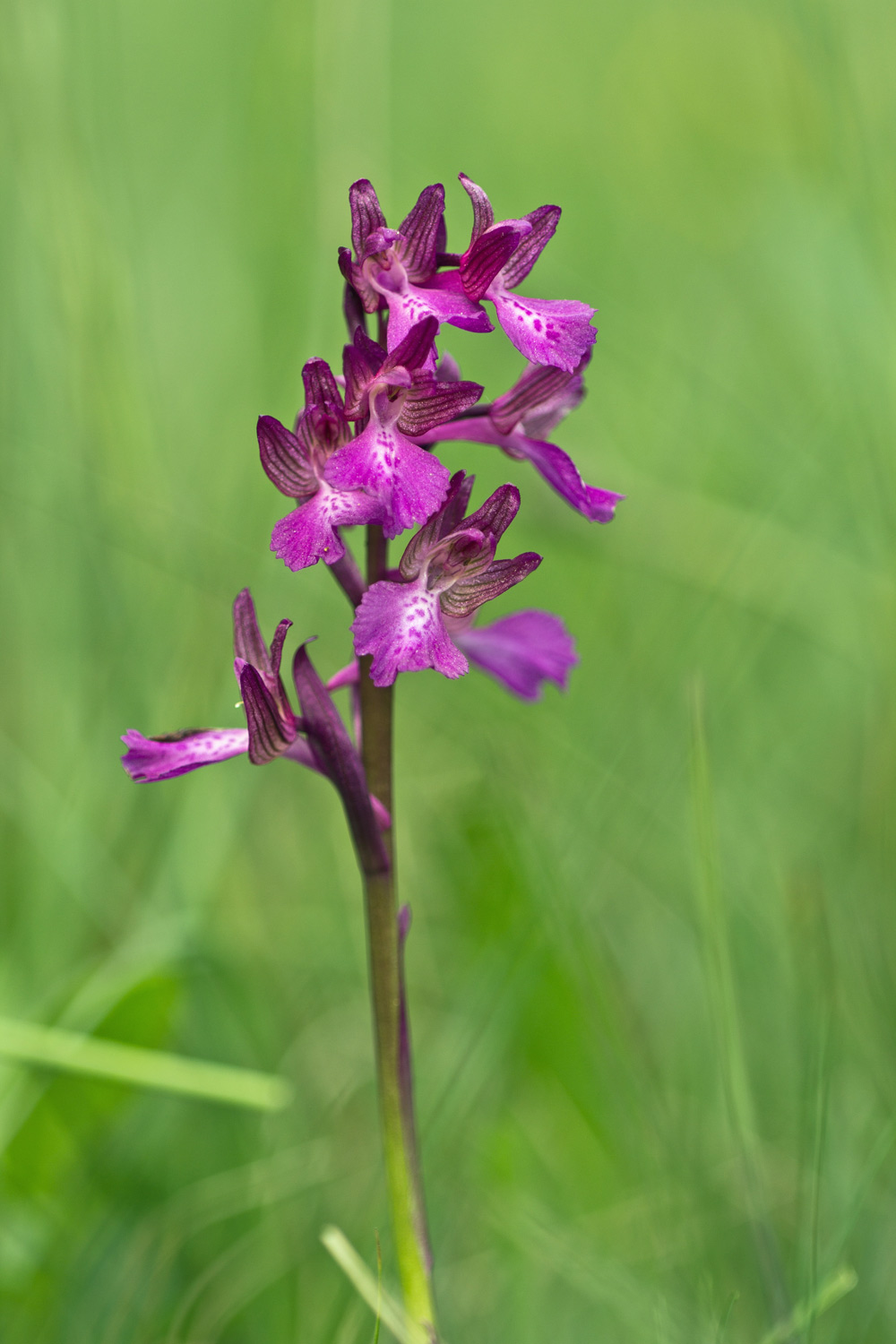 Anacamptis x gennarii (Rchb. F.) Kretz., Eccarius & Dietr.